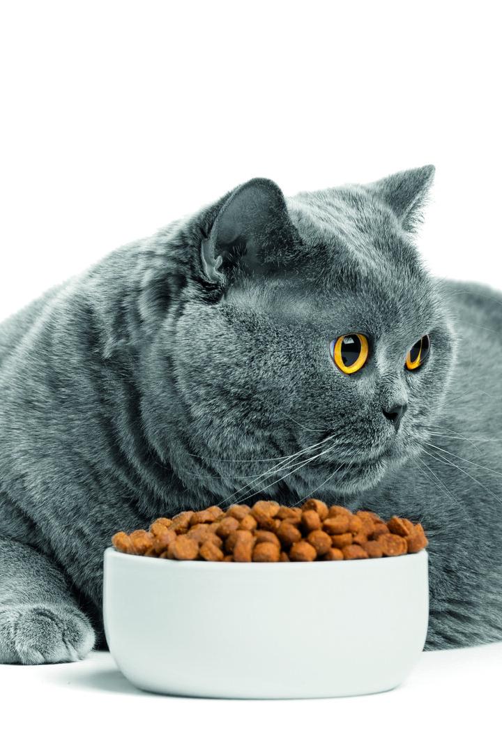 Dicke Katze vorm Fressnapf