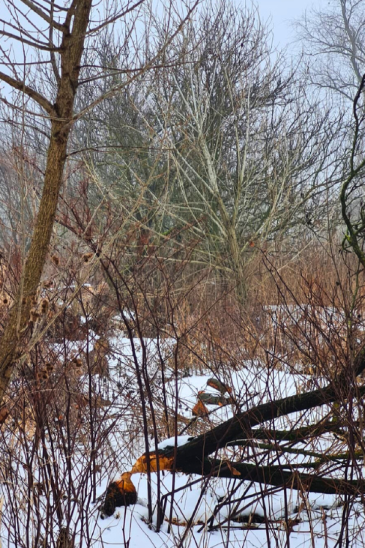 Biberspuren in Rossatz