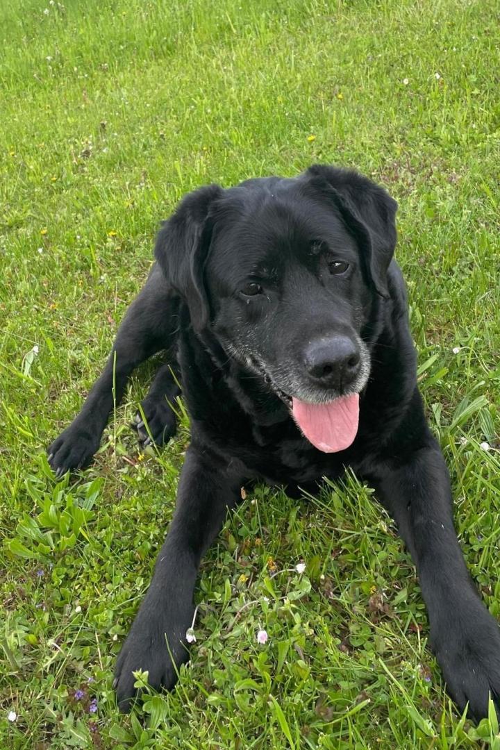Schwarzer Labrador-Retriever sitzt am grünen Gras. 