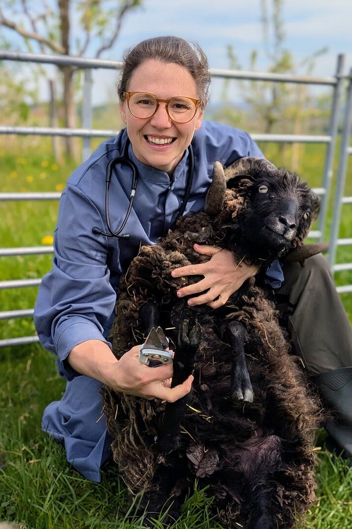 Eine Frau mit Stethoskop hält ein schwarzes Schaf und schneidet ihm die Klauen auf einer Wiese.
