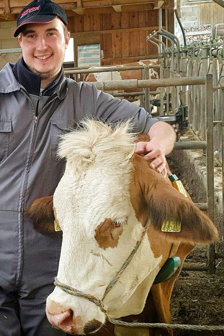 Ein junger Mann in Arbeitskleidung steht in einem Stall und streichelt eine braun-weiße Kuh.