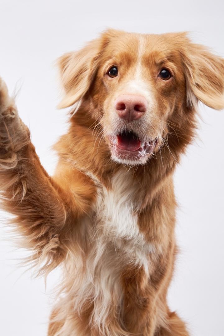 Blond-weißer Hund hebt die rechte Pfote