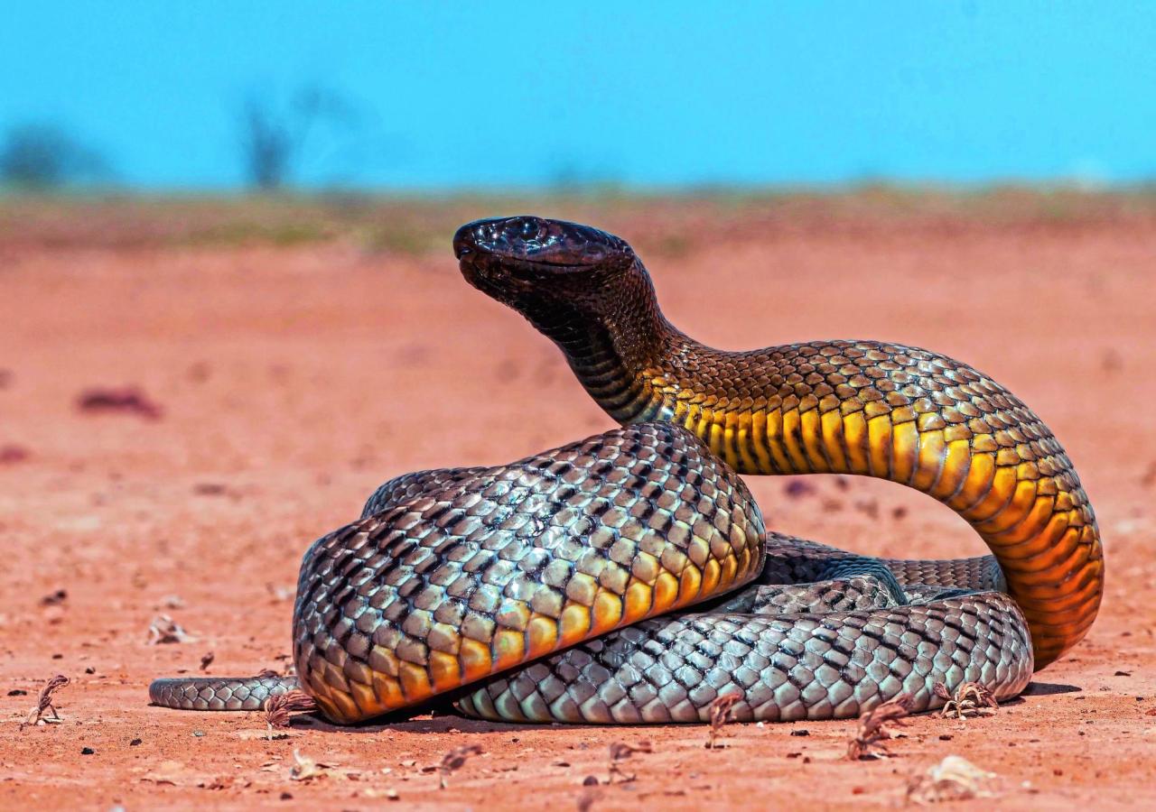 Australischer Inlandtaipan