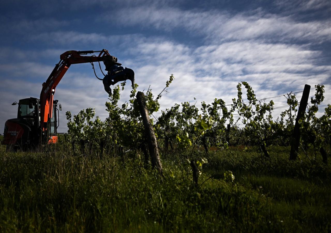 Ein Bagger rodet einen Weingarten in Bordeaux