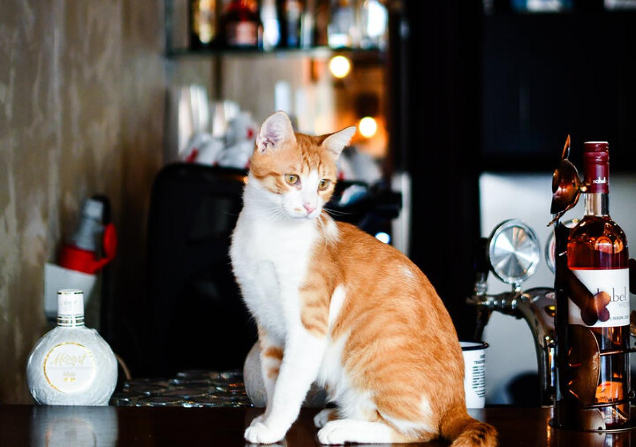 Eine weiß-rote Katze sitzt auf einer Theke vor Flaschen und Gläsern in einer Bar.