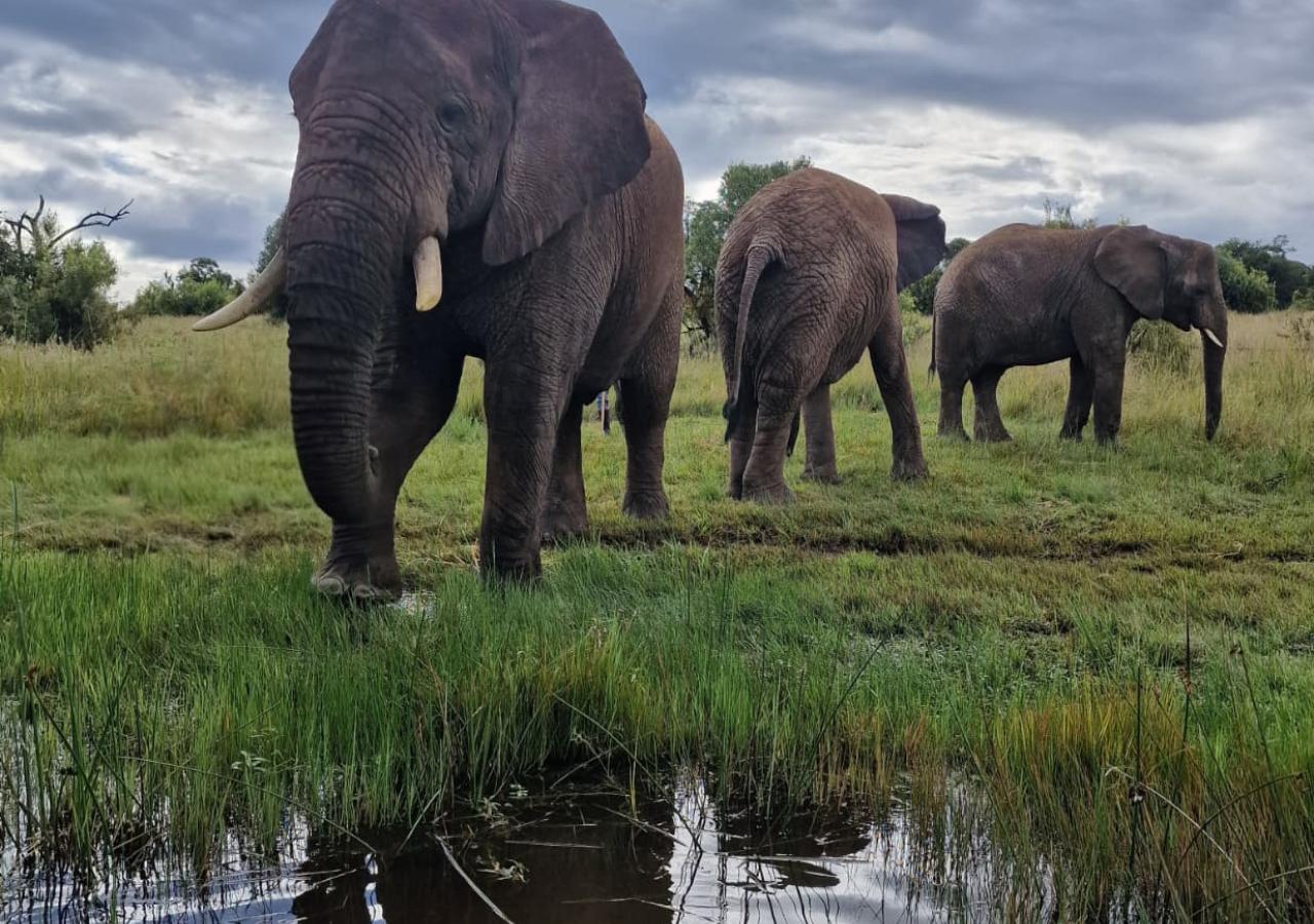 Drei Elefanten auf einer Wiese mit Wasser im Vordergrund und bewölktem Himmel
