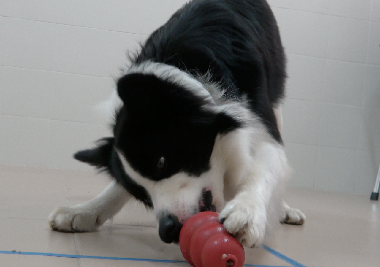 Schwarz-weißer Hütehund mit Kong