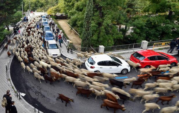 Hirten führten heute eine Herde von rund 2.000 Schafen durch die Straßen Madrids, um die alten Weide- und Migrationsrechte zu verteidigen, die zunehmend durch die Zersiedelung bedroht sind.