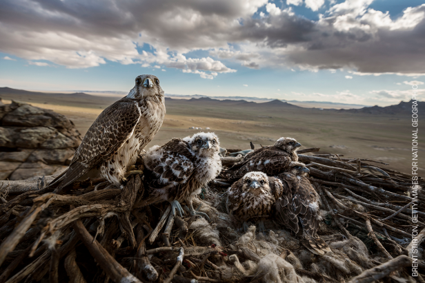 World Press Photo Contest 2019 Gewinner in der Kategorie "Nature Stories": "Falcons and the Arab Influence". Die Bilderstrecke dokumentiert das Wiederaufleben der Tradition der Falkenjagd in arabischen Ländern.