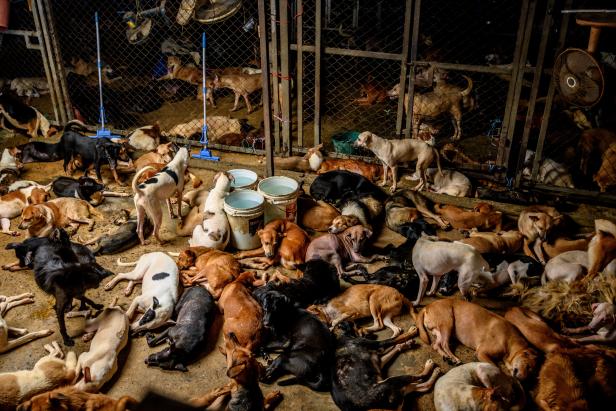Hunde ruhen in einem überfüllten Gehege in Tante Jus Tierheim für streunende Hunde am Stadtrand von Bangkok, wo rund 1.500 Hunde untergebracht sind, die aus den Straßen rund um die thailändische Hauptstadt gerettet wurden. Die Spenden von Futter und Geld Hunde ruhen in einem überfüllten Gehege in Tante Jus Tierheim für streunende Hunde am Stadtrand von Bangkok, wo rund 1.500 Hunde untergebracht sind, die aus den Straßen rund um die thailändische Hauptstadt gerettet wurden. Die Spenden von Futter und Geld