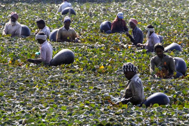 Die Arbeiter schwimmen auf luftgefüllten Gummischläuchen, während sie Wasserkastanien aus einem Teich in Mohali im Bundesstaat Punjab/Indien sammeln.