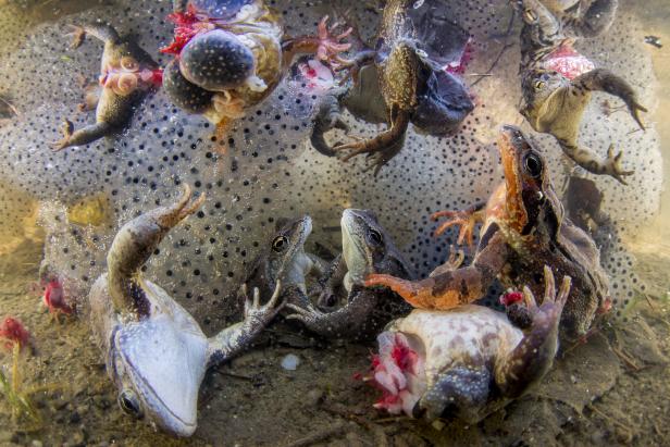 Gewinner in der Kategorie "Nature - Singles": "Harvesting Frogs’ Legs". Das Bild zeigt lebende Frösche, deren Beine abgetrennt wurden.