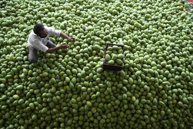 Ein Arbeiter sortiert rohe Mangos auf dem Gaddiannaram-Obstmarkt am Stadtrand von Hyderabad. Ein Arbeiter sortiert rohe Mangos auf dem Gaddiannaram-Obstmarkt am Stadtrand von Hyderabad.