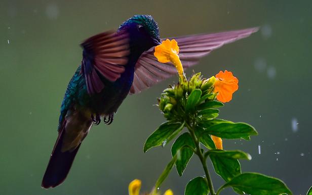 Ein Kolibri nährt sich von dem Nektar einer Blume in Boquete, Provinz Chiriqui, Panama. Ein Kolibri nährt sich von dem Nektar einer Blume in Boquete, Provinz Chiriqui, Panama.