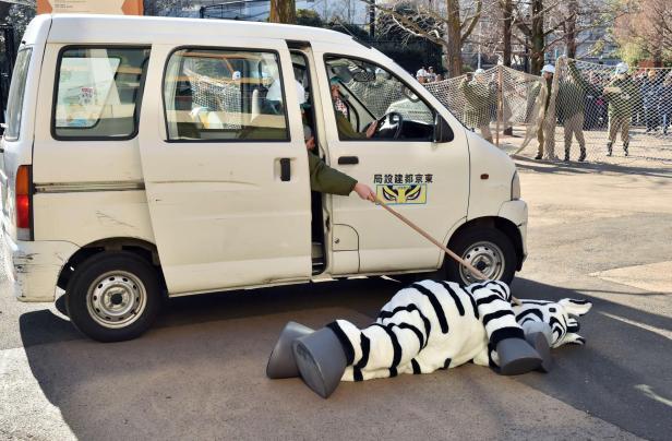 Stoffzebra in japanischem Zoo gefangen (2.2.2016)