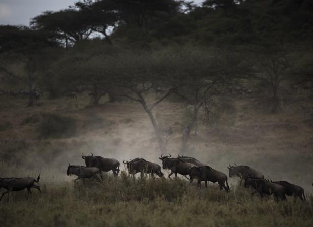 Farin Urlaub In Afrika Was Kommt Dahinter Profil At