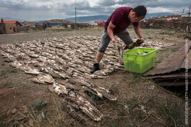 World Press Photo Contest 2019 Gewinner in der Kategorie "Nature Stories": "Falcons and the Arab Influence". Die Bilderstrecke dokumentiert das Wiederaufleben der Tradition der Falkenjagd in arabischen Ländern.