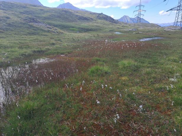 Ein Alpenmoor in Mittersill