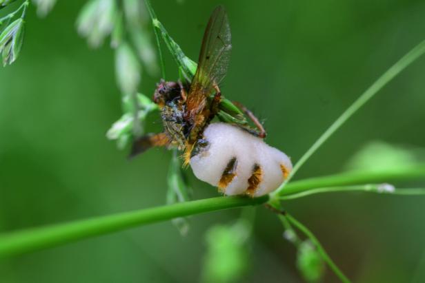 Entomophthora muscae
