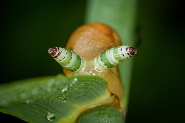 A,"zombie",Snail,Infected,With,A,Parasite,(leucochloridium,Paradoxum)