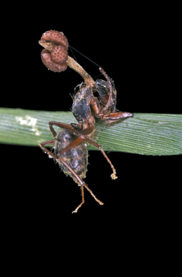 Ant killed by a parasitic fungus