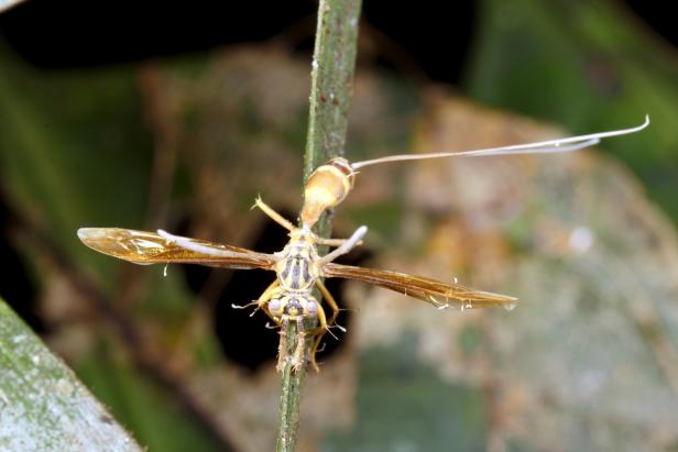 Cordyceps,Fungus,Infecting,A,Wasp,In,The,Rainforest,Understory,,Ecuador