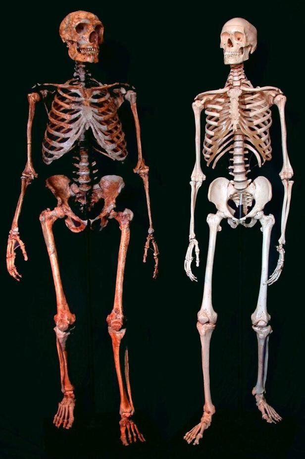 GERMANY NEANDERTHAL GENOTYPE