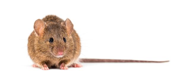 Bank,Vole,,Myodes,Glareolus;,Formerly,Clethrionomys,Glareolus,,In,Front,Of