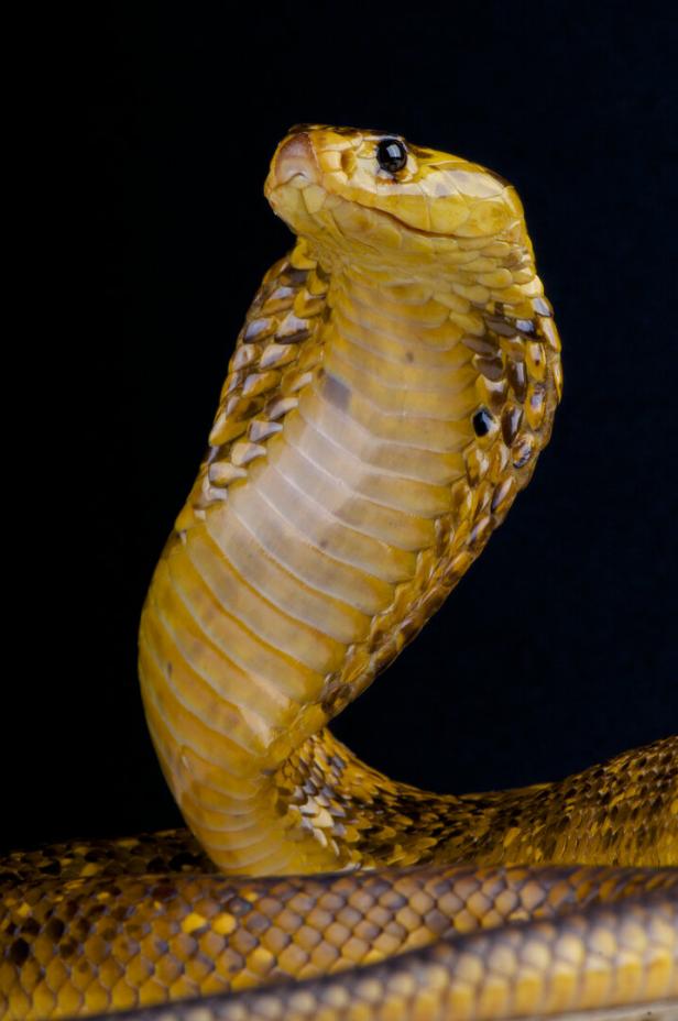 Cape,Cobra,/,Naja,Nivea