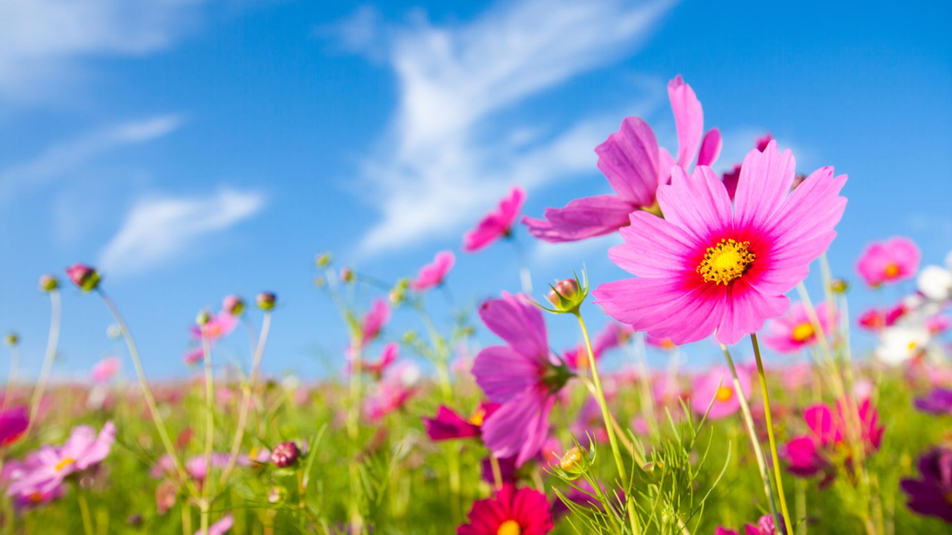 Wie erkennen Blumen den Frühling?