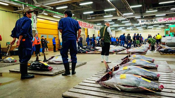 DIE LETZTEN TUNFISCHTAGE VON TSUKIJI: Nach 83 Jahren hieß es shoganai: Da kann man halt nichts machen ... DIE LETZTEN TUNFISCHTAGE VON TSUKIJI: Nach 83 Jahren hieß es shoganai: Da kann man halt nichts machen ...