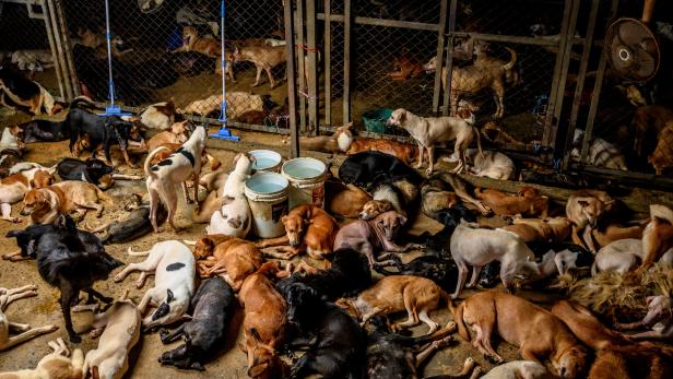 Hunde ruhen in einem überfüllten Gehege in Tante Jus Tierheim für streunende Hunde am Stadtrand von Bangkok, wo rund 1.500 Hunde untergebracht sind, die aus den Straßen rund um die thailändische Hauptstadt gerettet wurden. Die Spenden von Futter und Geld Hunde ruhen in einem überfüllten Gehege in Tante Jus Tierheim für streunende Hunde am Stadtrand von Bangkok, wo rund 1.500 Hunde untergebracht sind, die aus den Straßen rund um die thailändische Hauptstadt gerettet wurden. Die Spenden von Futter und Geld