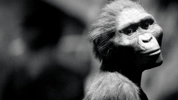 KANDIDAT FÜR DEN ERSTEN VORMENSCHEN: So könnte der Graecopithecus ausgesehen haben. KANDIDAT FÜR DEN ERSTEN VORMENSCHEN: So könnte der Graecopithecus ausgesehen haben.