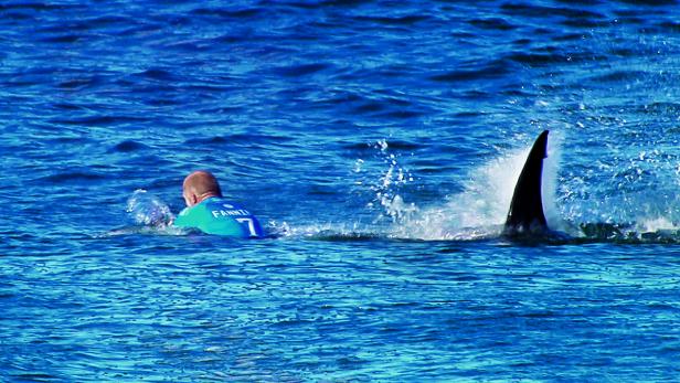 SURFER MICK FANNING: Millionen Zuschauer vor dem Fernseher sahen den Hai zuerst. Fanning blieb unverletzt. SURFER MICK FANNING: Millionen Zuschauer vor dem Fernseher sahen den Hai zuerst. Fanning blieb unverletzt.