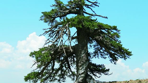 Der wohl älteste Baum Europas