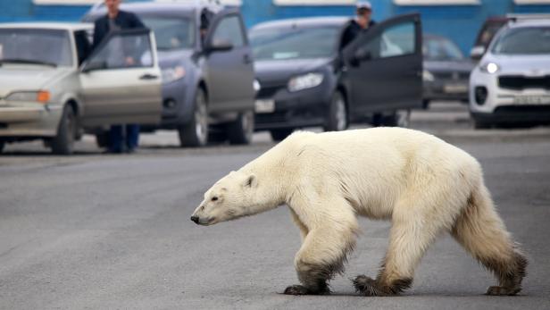 Ein streunender Eisbär läuft auf einer Straße am Rande der russischen Industriestadt Norilsk. Ein streunender Eisbär läuft auf einer Straße am Rande der russischen Industriestadt Norilsk.