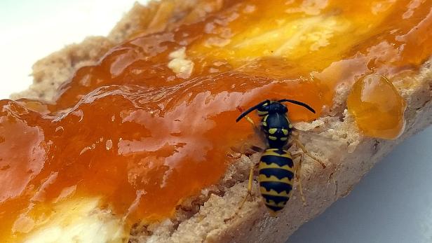 Marmeladenbrot mit Wespe zum Frühstück? Im Spätsommer werden Wespen oft zur Plage.