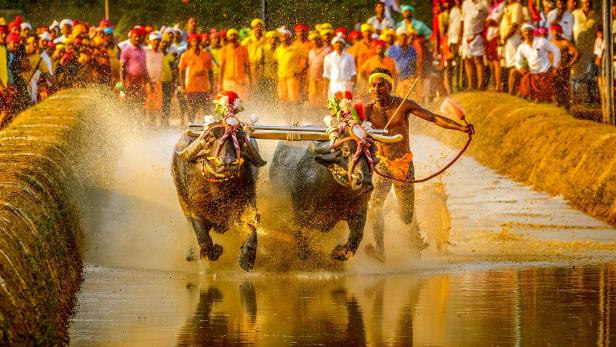 Der 28-jährige Srinivas Gowda aus dem Bezirk Dakshina Kannada läuft neben seinen Büffeln während des traditionellen Büffelrennens „Kambala“ im Dorf Aikala im Bezirk Dakshina Kannada, etwa 30 km von Mangalore/Indien entfernt. Der 28-jährige Srinivas Gowda aus dem Bezirk Dakshina Kannada läuft neben seinen Büffeln während des traditionellen Büffelrennens „Kambala“ im Dorf Aikala im Bezirk Dakshina Kannada, etwa 30 km von Mangalore/Indien entfernt.