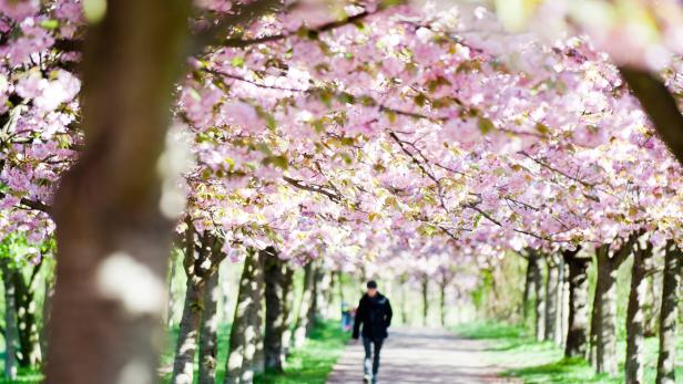 Japanische Blütenkirschen: Frühlingsbeginn