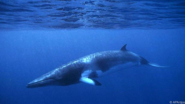 Junge Wale sollen kurzfristig Stress ausgesetzt werden