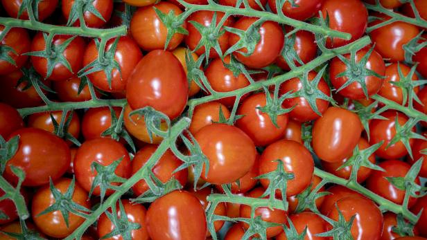 Gartenbau Bauer züchtet Tomaten im Glashaus