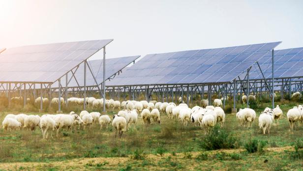 Eine Schafherde grast unterhalb von Solarmodulen.