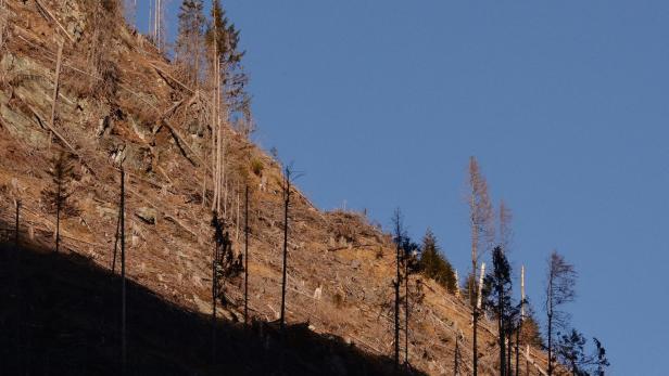 Illegal abgeholzte Berge im Herzen der rumänischen Karpaten. Fagaras 2014.