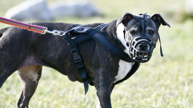 Ein Hund mit Maulkorb und Geschirr steht auf einer Wiese.