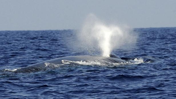 Gute Nachricht aus dem Indischen Ozean: Die Blauwale vor den Seychellen, einst fast ausgerottet, sind zurück – und ziehen sogar wieder Junge auf.