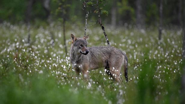 Ein Wolf steht auf einer Wiese mit weißen Blumen.