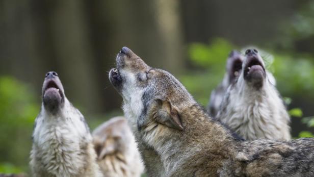 Mehrere Wölfe heulen gemeinsam in der Wildnis.