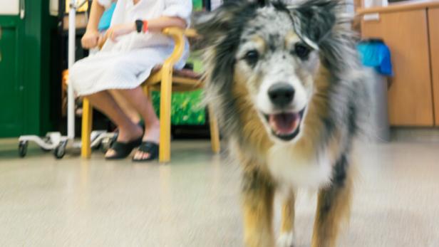 bei der Arbeit mit Onkologiepatientinnen und -patienten im Spital Wiener Neustadt