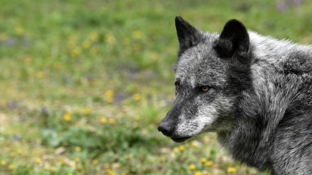 Ein Grauer Wolf vor einer Blumenwiese.
