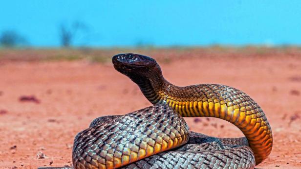 Australischer Inlandtaipan